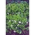 Mass of plants with green leaves and white flowers