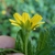 A hand holding a yellow, daisy-type inflorescence, side view.
