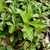 The foliage. Leaves are opposite, coarsely serrate, trilobed.