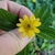A hand holding a yellow, daisy-type inflorescence.