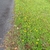 The plant covering the ground near asphalt. Yellow flowers.