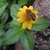 A yellow, daisy-type inflorescence with a honeybee