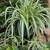 variegated green and white striped strappy leaves with plantlets