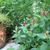 Spigelia marilandica