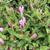 Spigelia alabamensis