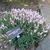 Spigelia Alabamensis var. alabamensis