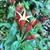 Spigelia marilandica