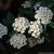 Spiraea cantoniensis
