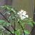 Spiraea cantoniensis