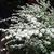 Spiraea cantoniensis