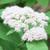 Spiraea fritschiana