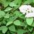 Spiraea fritschiana