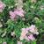 Spiraea japonica