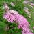 Spiraea japonica
