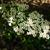 Spiraea nipponica 'Snowmound'