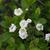 Spiraea prunifolia