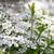 Spiraea thunbergii