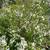 Spiraea thunbergii