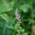 Spiraea tomentosa