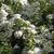 Spiraea trilobata