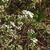 Spiraea x cinerea 'Grefsheim'