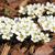 Spiraea x cinerea 'Grefsheim'