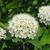Spiraea x vanhouttei