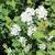 Spiraea x vanhouttei