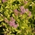 Small, mounded shrub with chartreuse foliage & pink flowers