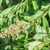 Spiraea Alba