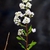 Spiraea Alba