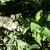 Spiraea Alba
