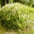 Spiraea Alba