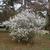 Spiraea arguta