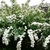 Form of a shrub with clusters of whit blooms