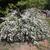 Spiraea cantoniensis