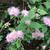 Spiraea japonica