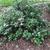 Spiraea japonica