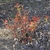 Spiraea japonica