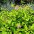 Spiraea japonica 'Gold Mound' leaves and flowers