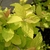 Close-up of the chartreuse, serrated leaves. Young leaves orange
