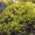 Mounded shrub with fine-textured, golden yellow foliage.