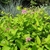 Lime green foliage & pink flowers