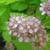 Spiraea japonica 'Gold Mound' flowers