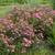 Spiraea japonica