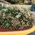Spiraea japonica