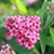 Pink flowers in a cluster