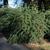 Spiraea nipponica 'Snowmound'