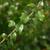 Spiraea prunifolia