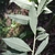 Spiraea salicifolia